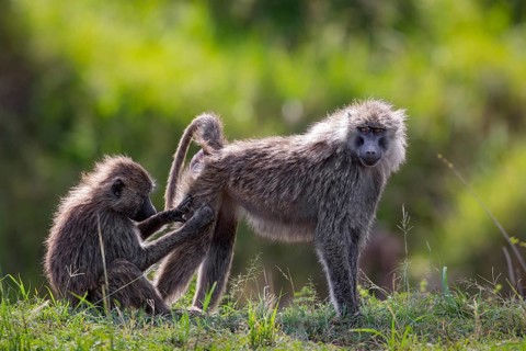 Two olive baboons (Papio anubis) mutual grooming