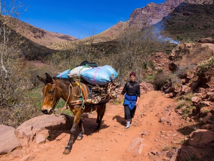 Woman with a burro or pack mule carrying a heavy load on a path in the Atlas Mountains