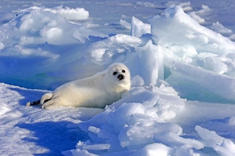 Harp Seal or Saddleback Seal (Pagophilus groenlandicus