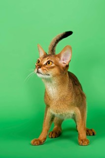Abyssinian cat