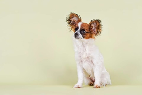 Papillon puppy