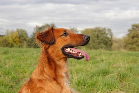 Collie Podenco mix