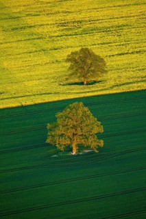 Trees in a green field and a flowering rape feed