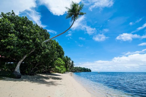 White sand beach and palm trees