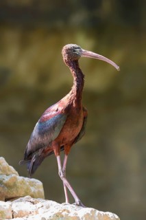 Glossy Ibis (Plegadis falcinellus)