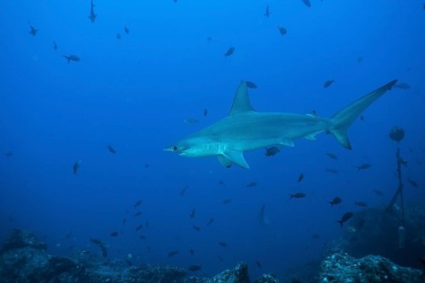 Scalloped Hammerhead (Sphyrna lewini)