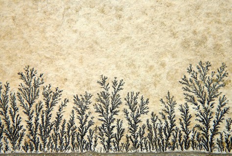 Dendrites in slabs of Solnhofen slate
