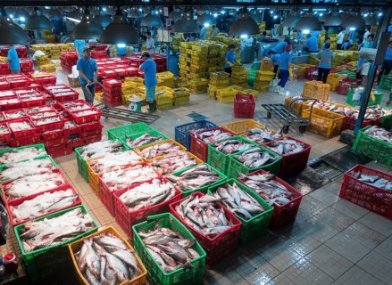 Different varieties of fish in plastic baskets with ice