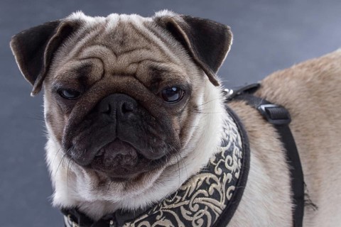 Pug