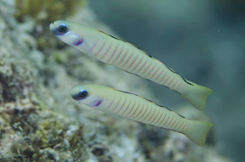 Zebra Dartfish (Ptereleotris zebra)