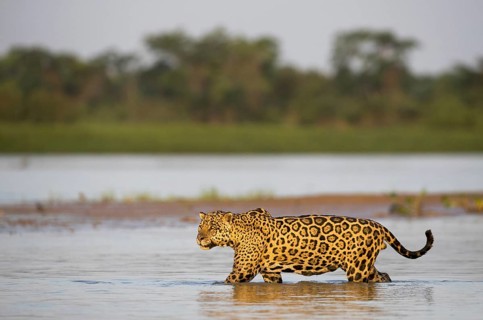 Jaguar (Panthera onca palustris) adult