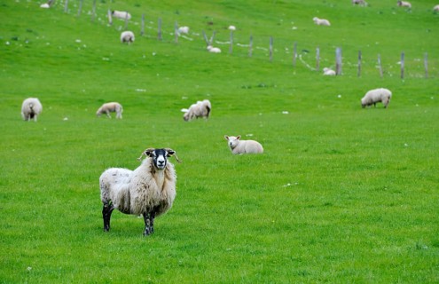 Sheep grazing in a meadow in the Highlands