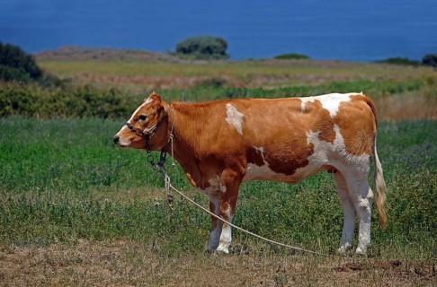 Cow tied to a rope