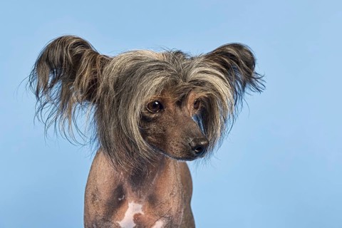 Chinese Crested Dog