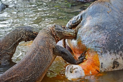 Komodo Dragons (Varanus komodoensis) feeding on the carcass of a wild buffalo that died in the mangrove area