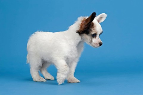 Chinese Crested Dog
