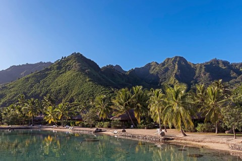 Palm grove in the lagoon