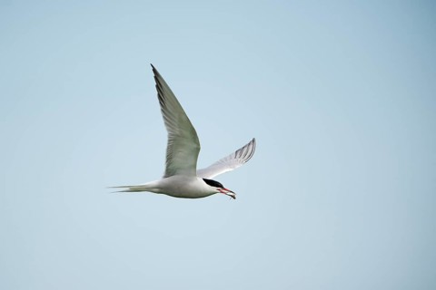 Common Tern (Sterna hirundo) in flight