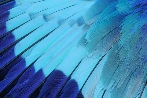 Wing of a Lilac-breasted Roller (Coracias caudata)