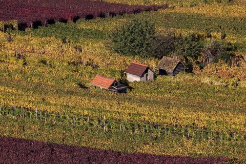 Vineyard in autumn colours
