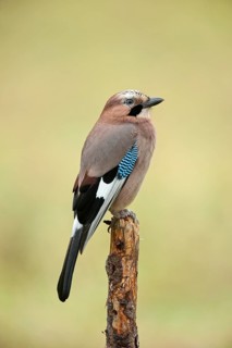Jay (Garrulus glandarius)