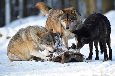 Two wolves feeding on the carcass of a wild boar