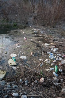 Polluted beaver dam