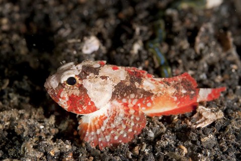 Whiteface Waspfish (Richardsonichthys leucogaster) adult