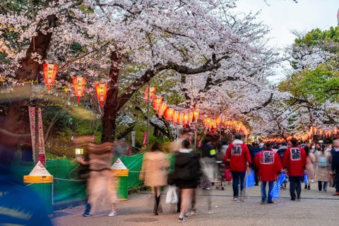 Crowd under glowing lanterns in blossoming cherry trees at Hanami Festival in Spring