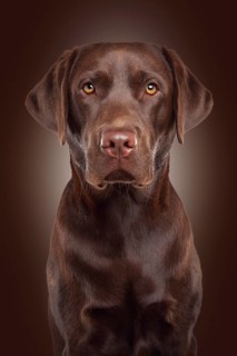 Labrador