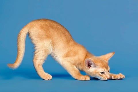 Abyssinian kitten