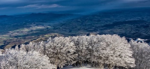Trees covered in hoarfrost