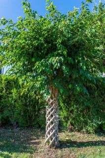 Weeping Fig (Ficus benjamina)