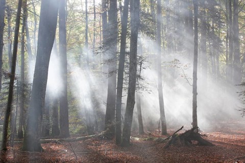 Forest of Meydat