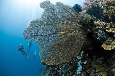 Divers with giant Hickson's fan corals (Subergorgia hicksoni-mollis)