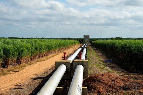 Irrigated sugar cane plantation