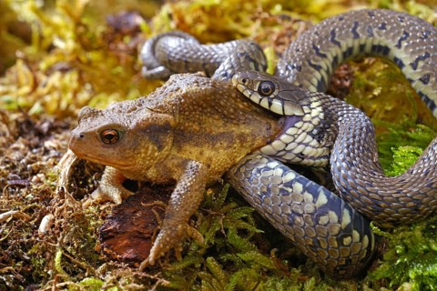 Barred grass snake (Natrix helvetica)