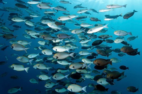 School of Elongate Surgeonfish (Acanthurus mata)