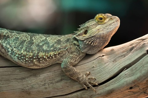 Central Bearded Dragon (Pogona vitticeps) in a terrarium