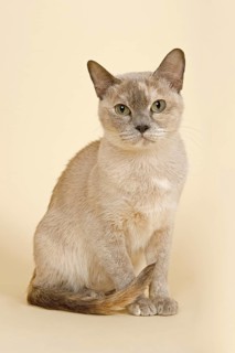 Tonkinese cat