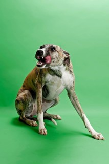 Whippet