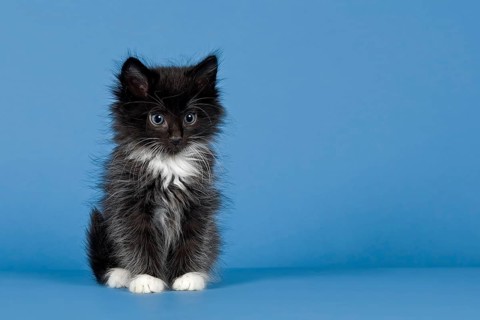 Norwegian Forest kitten