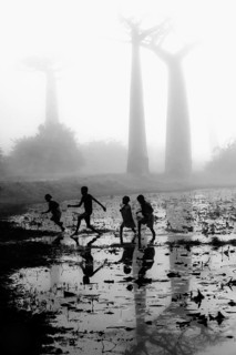 Malagasy children running in a pond in front of Baobab trees (Adansonia grandidieri) on a foggy morning