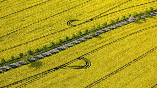 Blooming rapeseed fields avenue