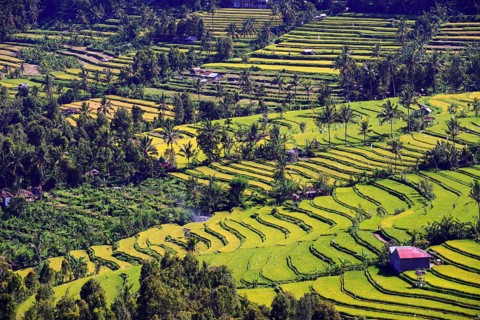 Rice paddies and rice terraces