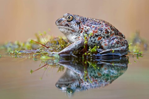 Spadefoot (Pelobates fuscus)