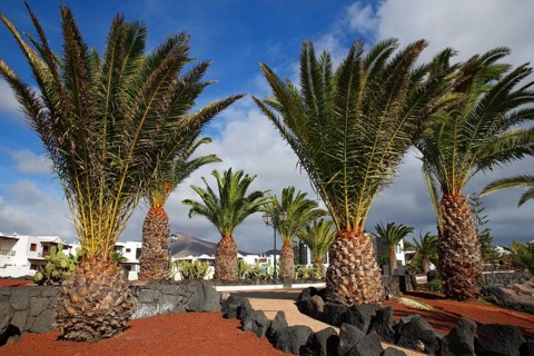 Canary Island Date Palms (Phoenix canariensis) on the Paseo Maritimo beach promenade