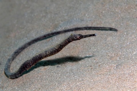Double-ended pipefish (Trachyrhamphus bicoarctatus)