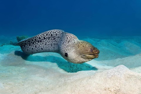 Giant moray (Gymnothorax javanicus) on sandy ground