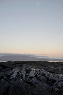 Marine Iguanas (Amblyrhynchus cristatus) under a full moon
